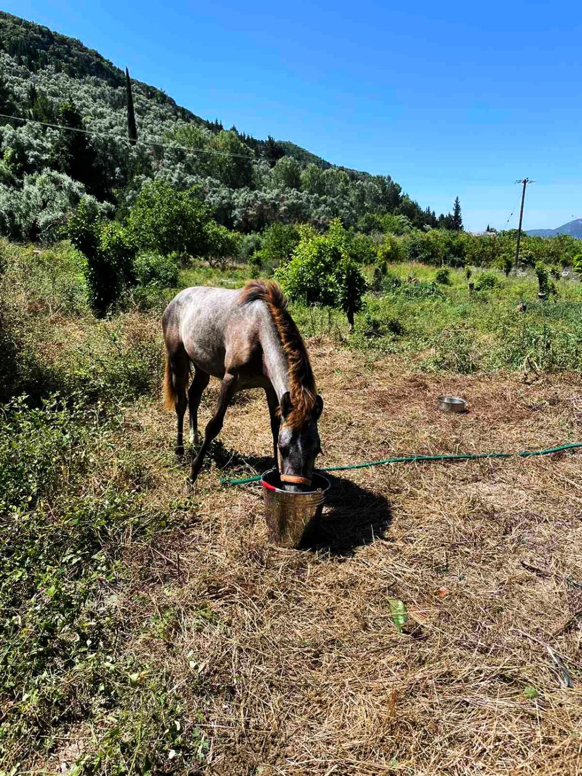 Lily Home_Lefkada ~ Private Country House Kondaraina Экстерьер фото